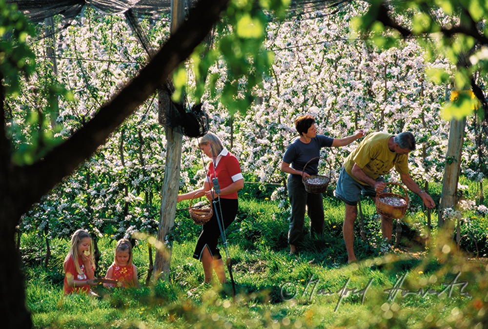 Orchardists picking apple blooms