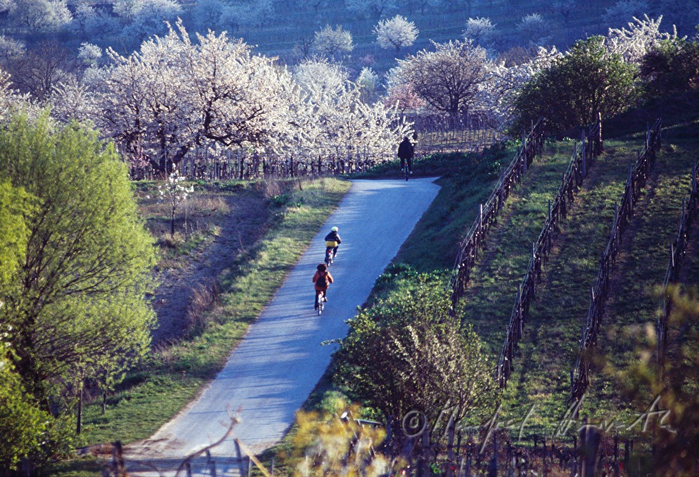 cyclists on 