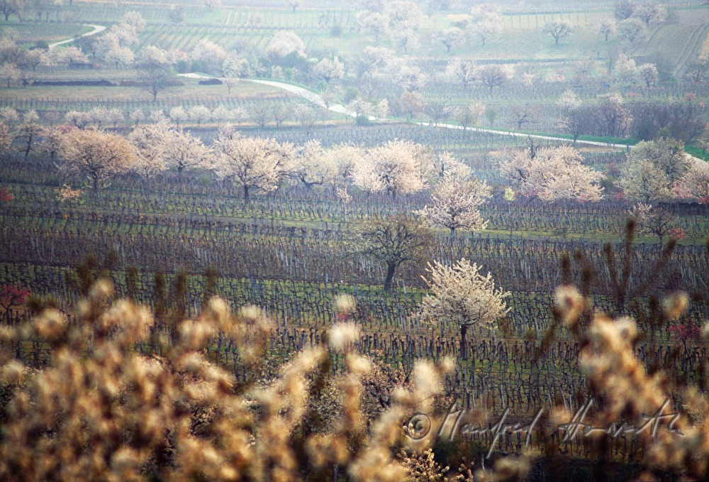 blooming cherry trees in the vineyard