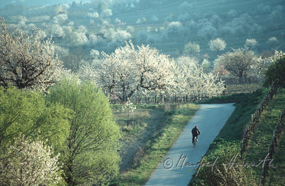 cyclist on the cherry blossom path