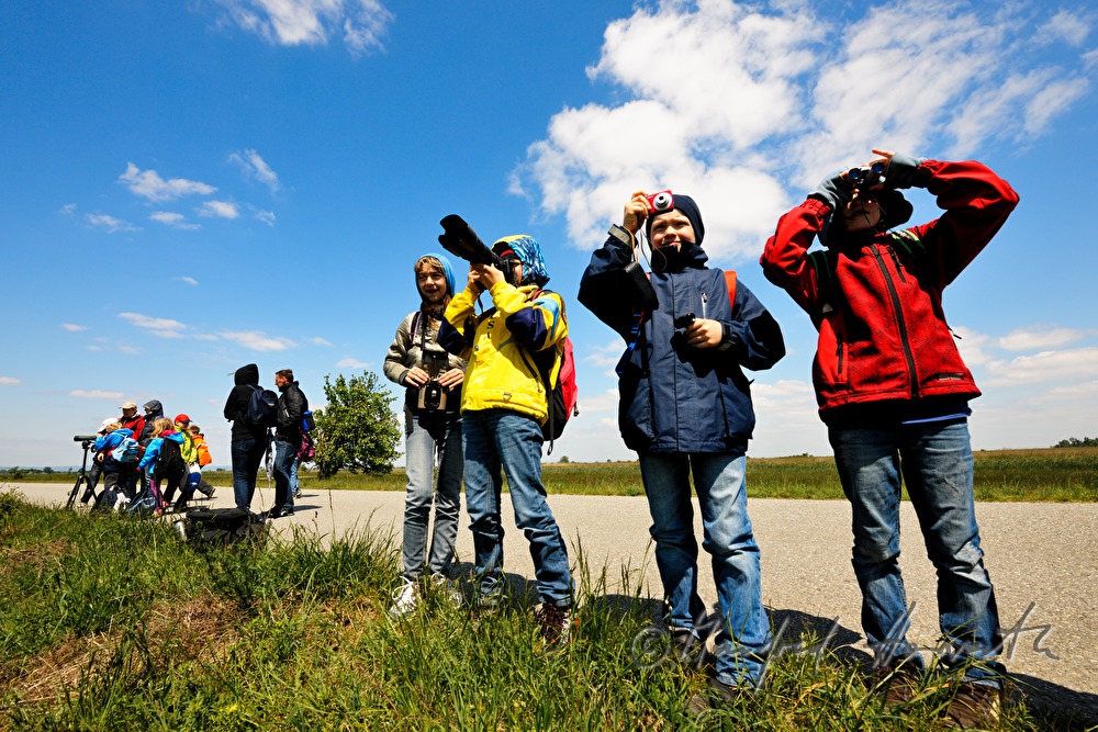 birdwatching in the Nationalpark Neusiedler See–Seewinkel