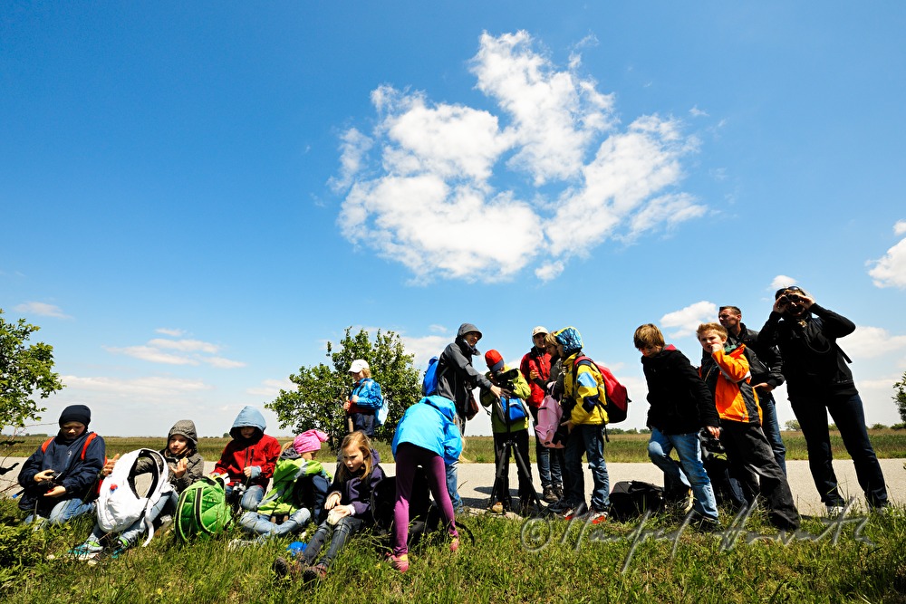 birdwatching in the Nationalpark Neusiedler See–Seewinkel