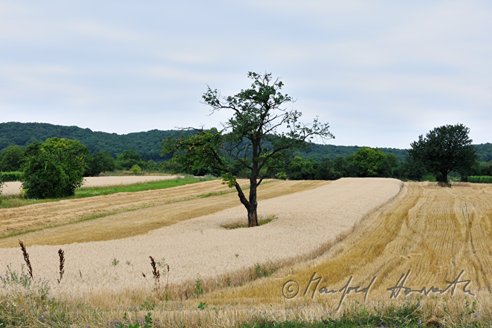 a tree in a corn field