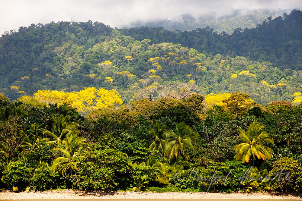 hilly rainforest on the Playa Cacao