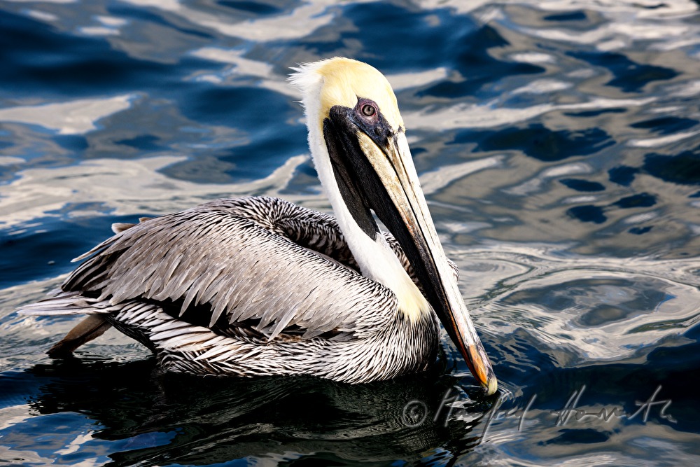 Brown Pelican swimming in the Pacific Ocean