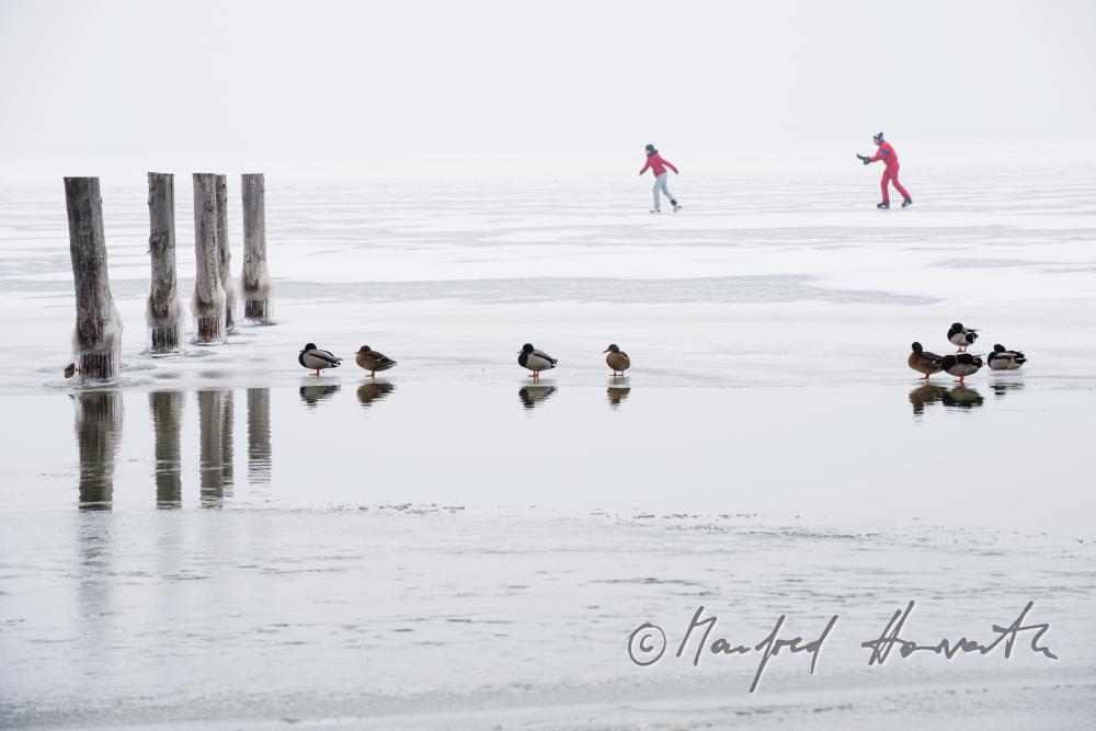 stakes of a former pontoon with ducks swimming by