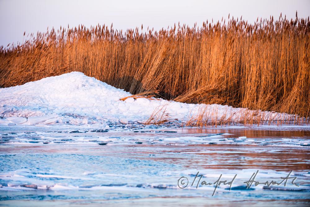 reed and ice on the beach of Podersdorf