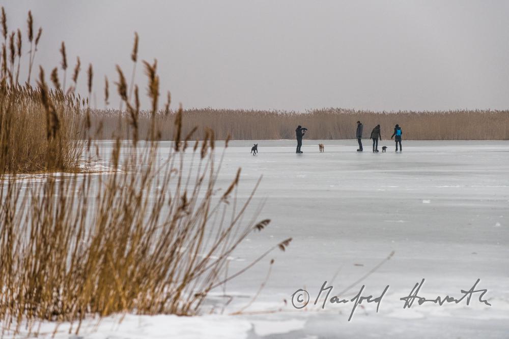 reed and ice skaters on Lake Neusiedl