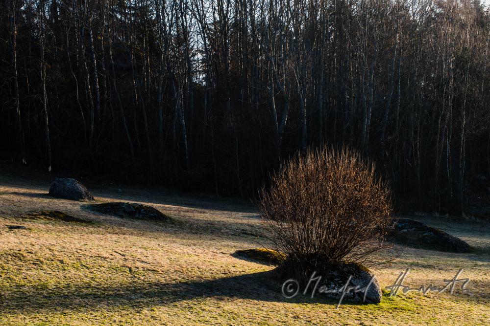 granite boulders near a forest