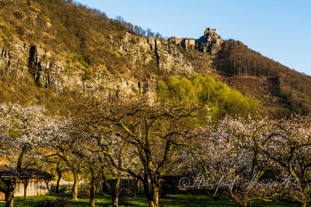 blooming apricot trees and Fortress Aggstein