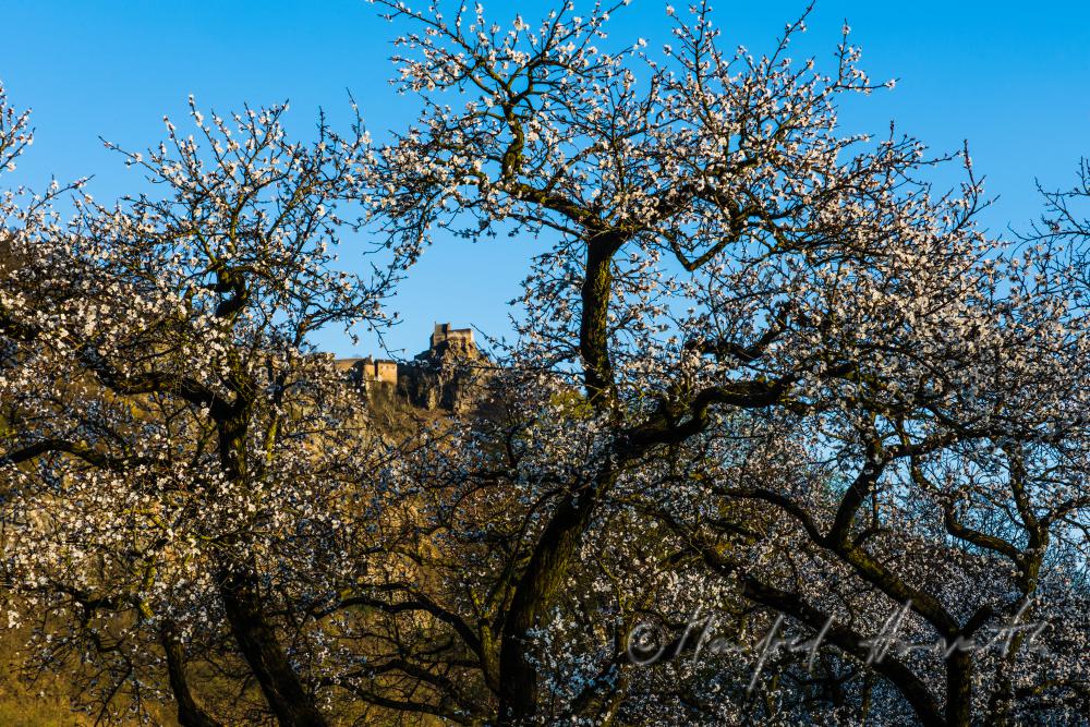 blooming apricot trees and Fortress Aggstein