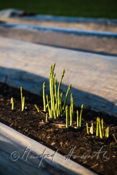 green asparagus in the field