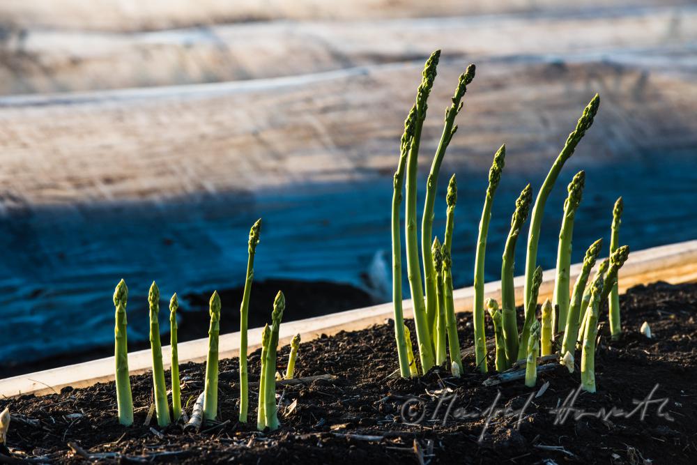 green asparagus in the field