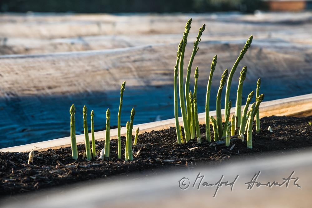 green asparagus in the field