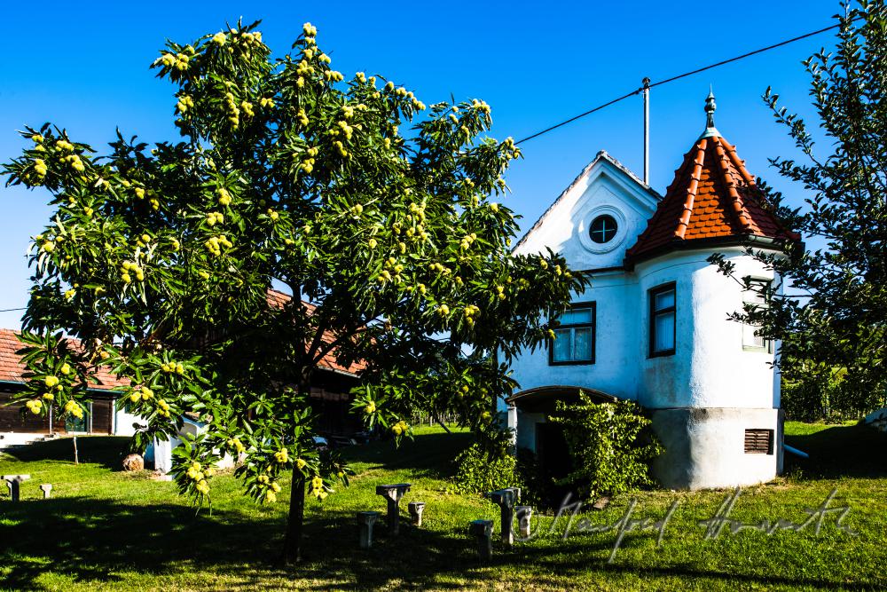 typical wine cellar in the slopes of the vineyards